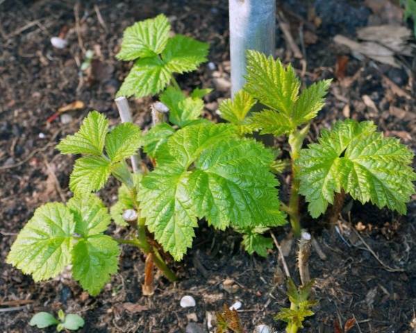 How to plant raspberries in spring: step by step instructions