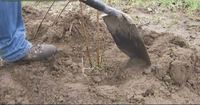 How to plant raspberries in spring: step by step instructions