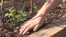 How to plant raspberries in spring: step by step instructions