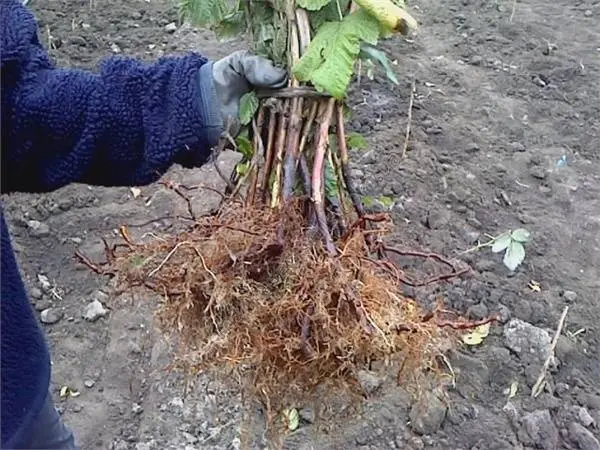 How to plant raspberries in spring: step by step instructions