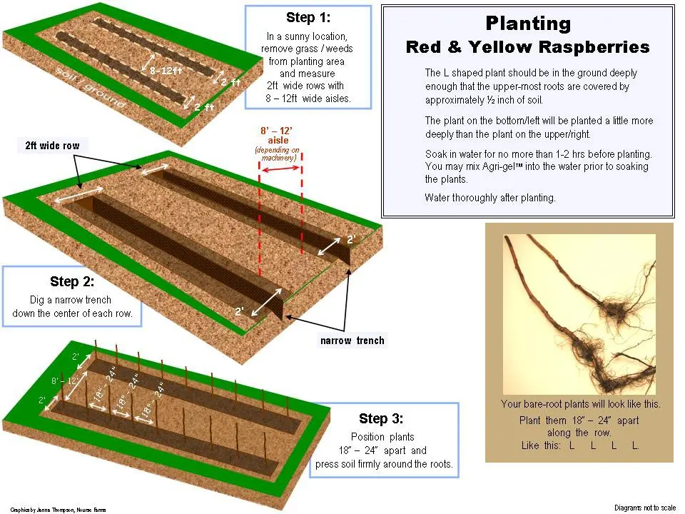 How to plant raspberries in spring: step by step instructions