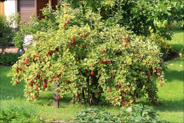 How to plant red currants: care and cultivation