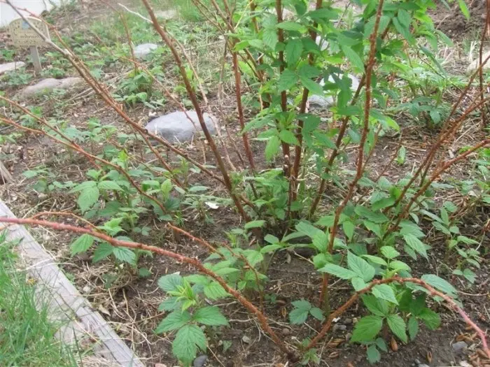 How to plant remontant raspberries + video