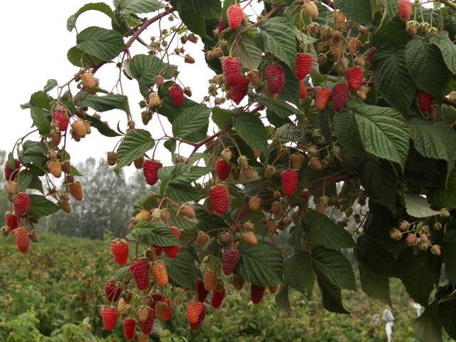 How to plant remontant raspberries + video