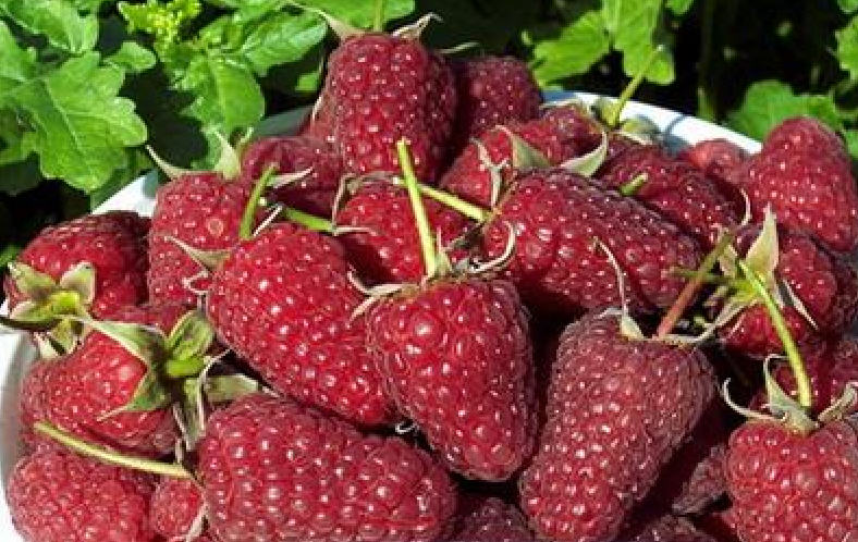 How to plant remontant raspberries + video