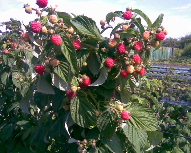 How to plant remontant raspberries + video