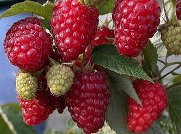 How to plant remontant raspberries + video