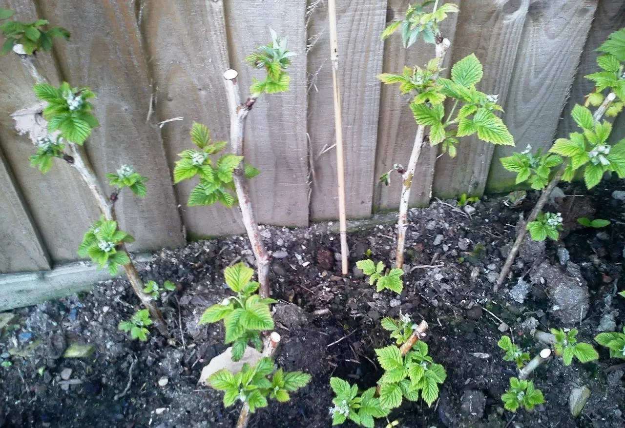 How to plant remontant raspberries + video