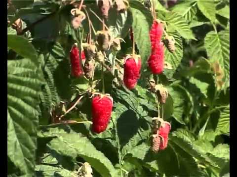 How to plant remontant raspberries + video