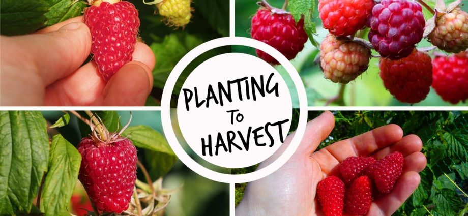 How to plant remontant raspberries + video