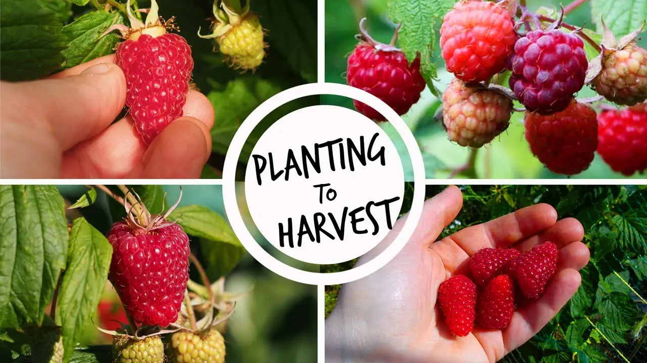 How to plant remontant raspberries + video