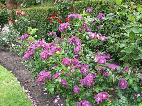 How to plant roses in autumn with an open root system