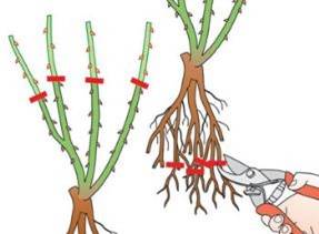 How to plant roses in autumn with an open root system