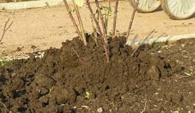 How to plant roses in autumn with an open root system