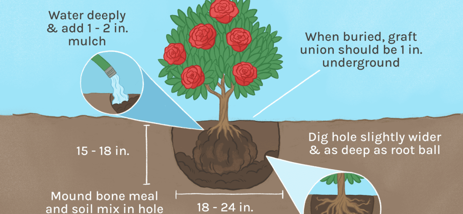 How to plant roses in autumn with an open root system