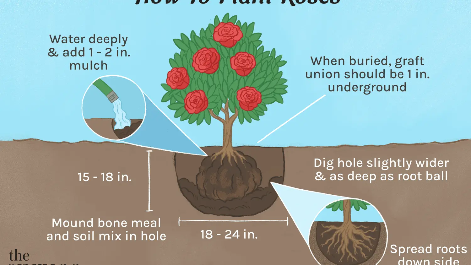 How to plant roses in autumn with an open root system