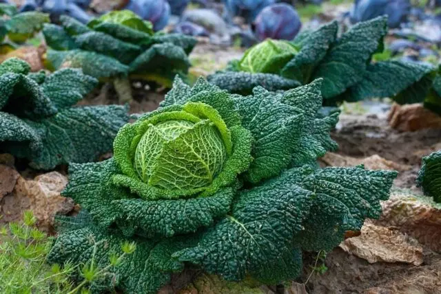 How to plant savoy cabbage for seedlings