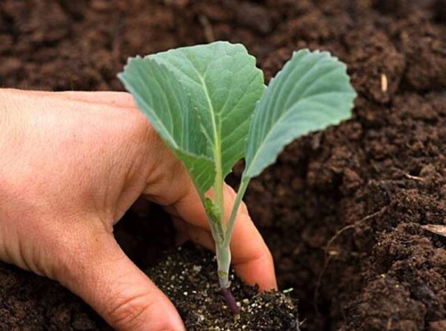 How to plant savoy cabbage for seedlings