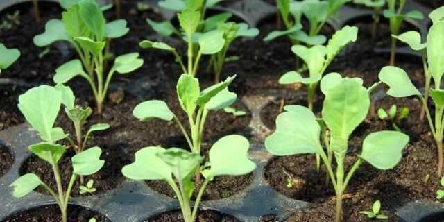 How to plant savoy cabbage for seedlings