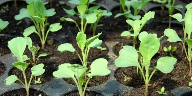 How to plant savoy cabbage for seedlings