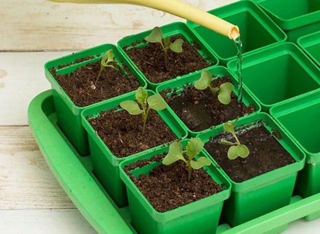 How to plant savoy cabbage for seedlings