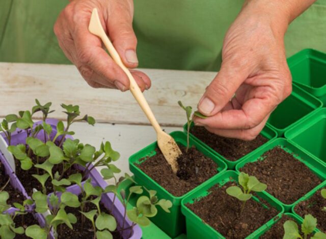 How to plant savoy cabbage for seedlings