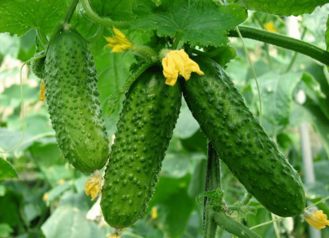 How to plant seedlings of cucumbers in 2022