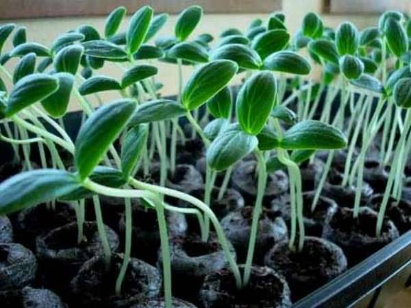 How to plant seedlings of cucumbers in 2022