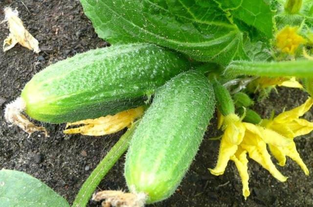 How to plant seedlings of cucumbers in 2022