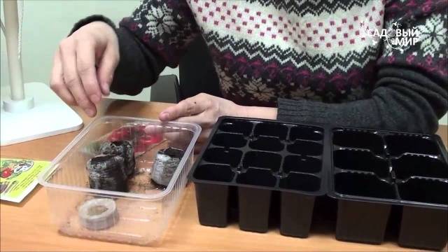 How to plant seedlings of pepper and tomato