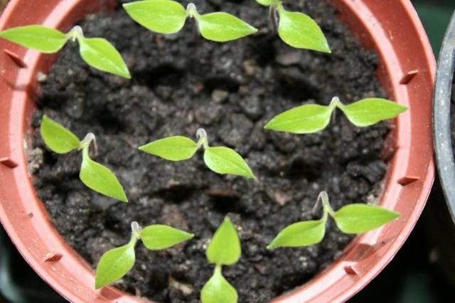 How to plant seedlings of pepper and tomato