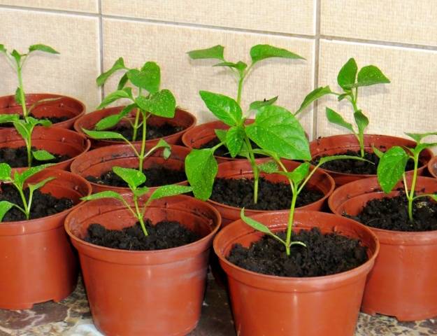 How to plant seedlings of pepper and tomato