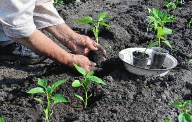 How to plant seedlings of pepper and tomato