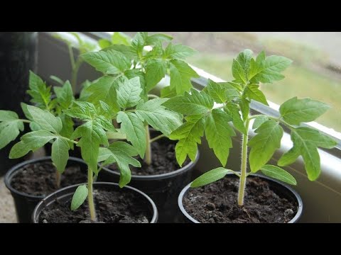 How to plant seedlings of pepper and tomato