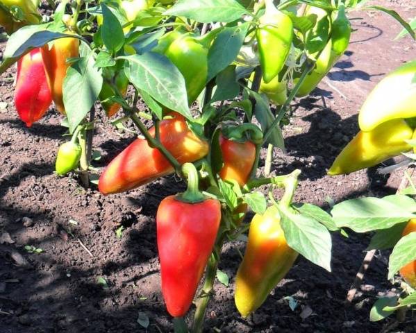 How to plant seedlings of pepper and tomato