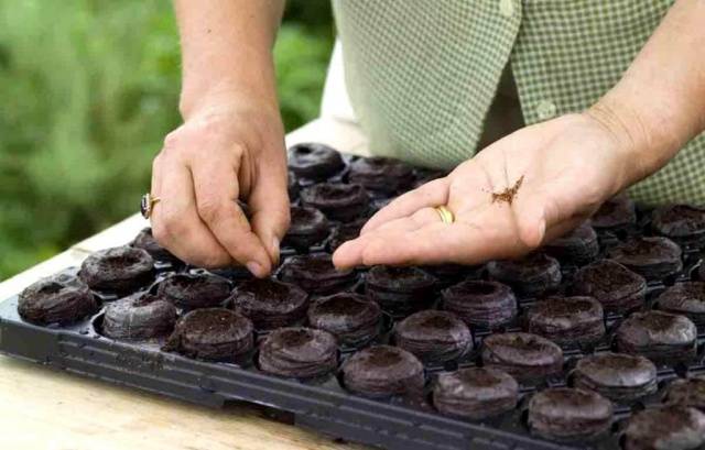 How to plant seedlings of pepper and tomato