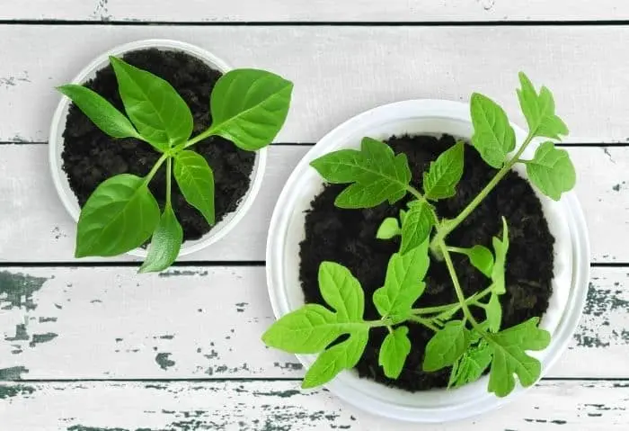 How to plant seedlings of pepper and tomato