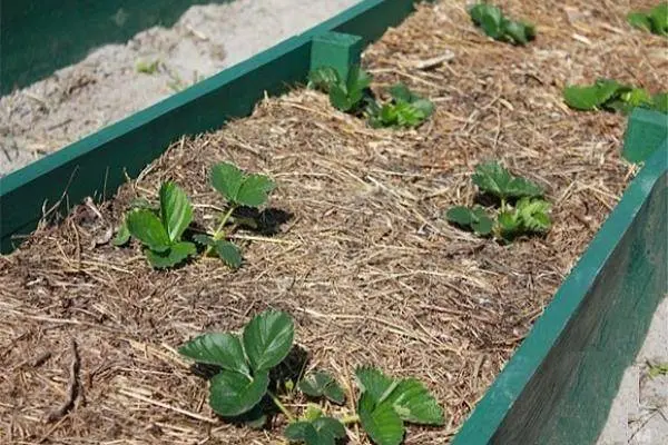 How to plant strawberries in autumn with a mustache 