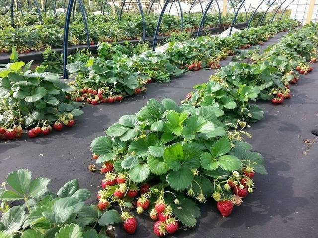 How to plant strawberries in autumn with a mustache 