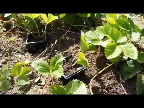 How to plant strawberries in autumn with a mustache 