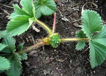 How to plant strawberries in autumn with a mustache 