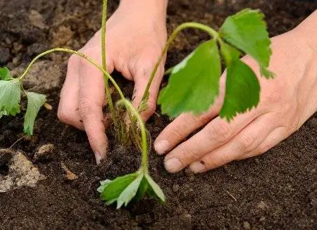 How to plant strawberries in autumn with a mustache 