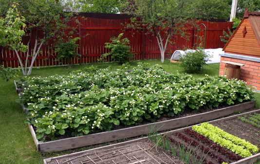 How to plant strawberries in autumn with a mustache 