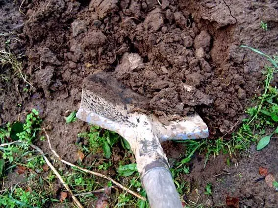 How to plant strawberries in autumn with a mustache 