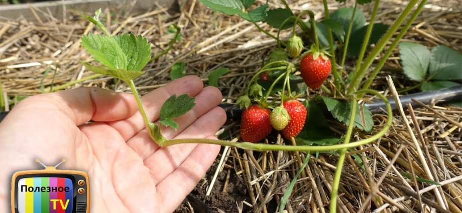 How to plant strawberries in autumn with a mustache 