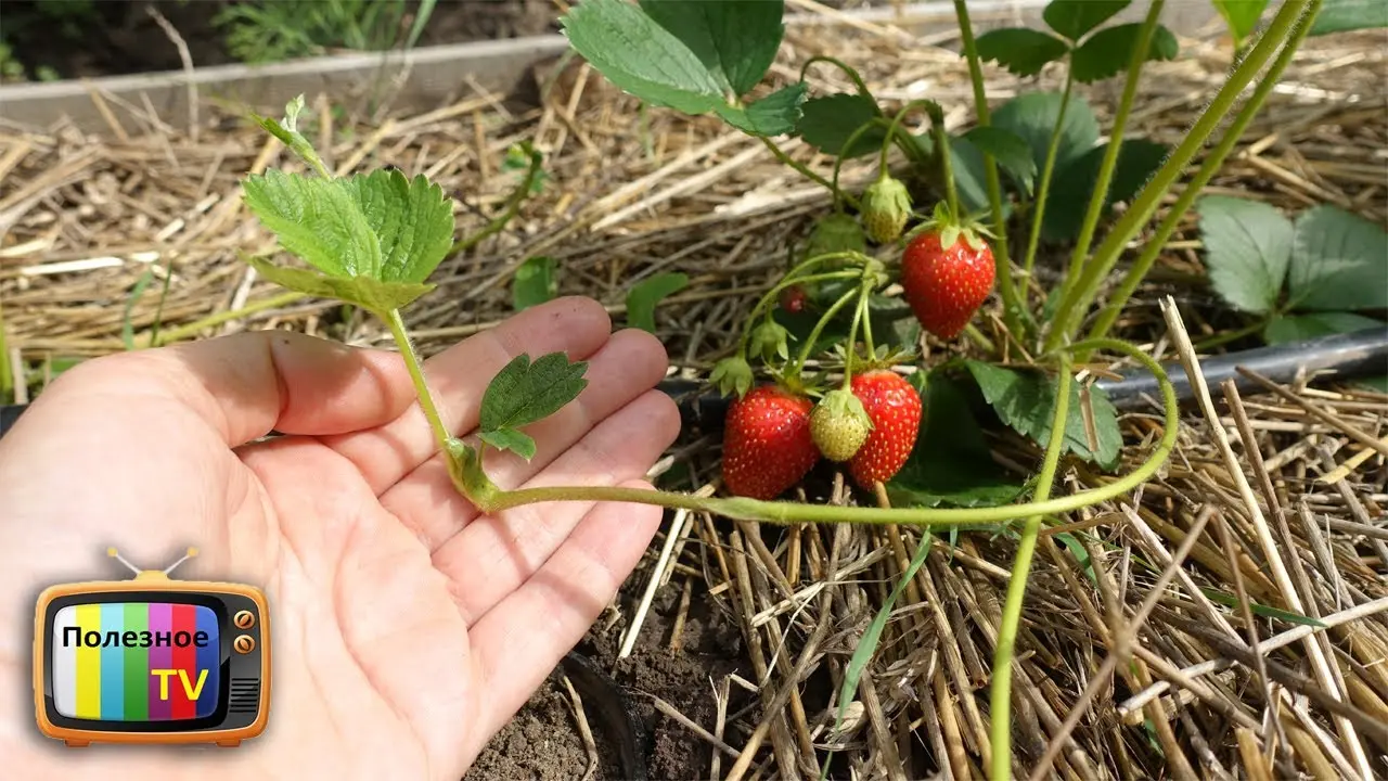 How to plant strawberries in autumn with a mustache 