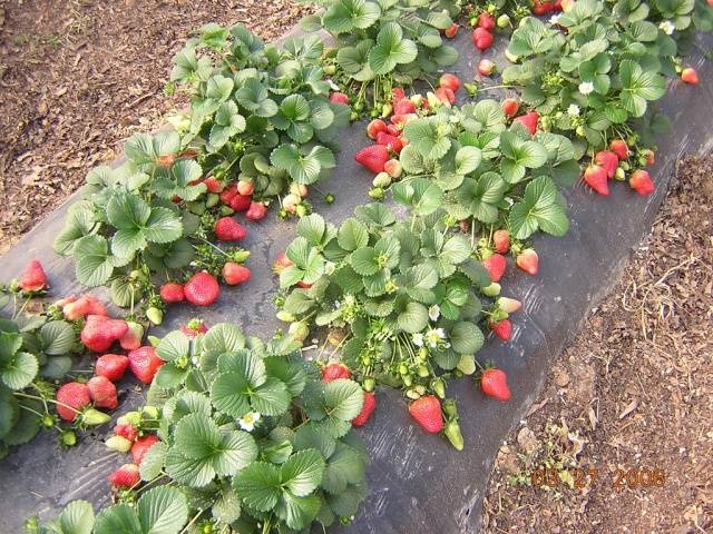 How to plant strawberries in the fall 