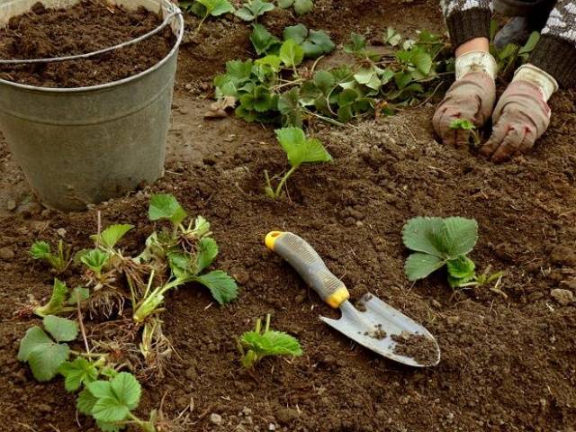 How to plant strawberries in the fall 