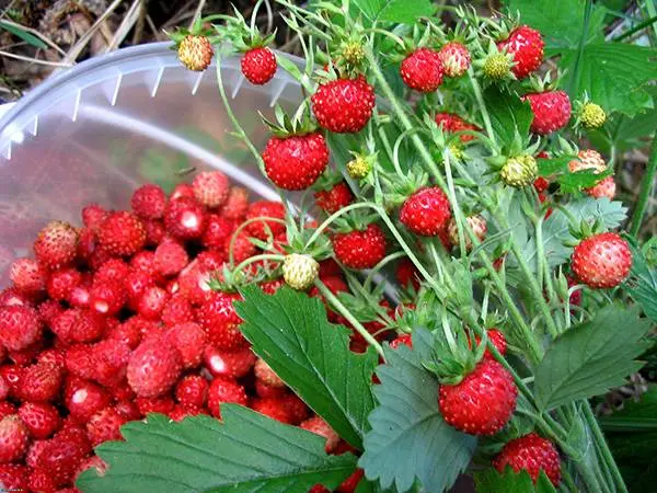 How to plant strawberries in the fall 