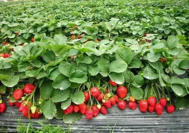 How to plant strawberries in the fall 